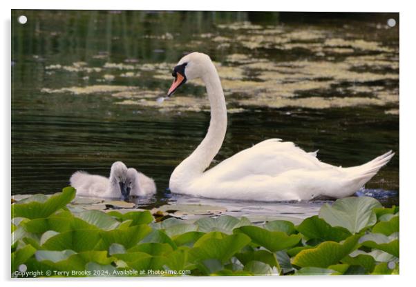 Swan with Signets in the Lilly Pads Acrylic by Terry Brooks