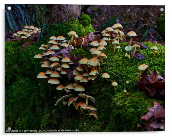 Mushrooms Fungi and Moss Acrylic by Terry Brooks
