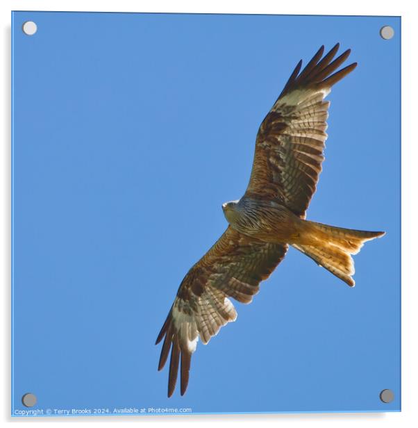 Red Kite in Flight Acrylic by Terry Brooks