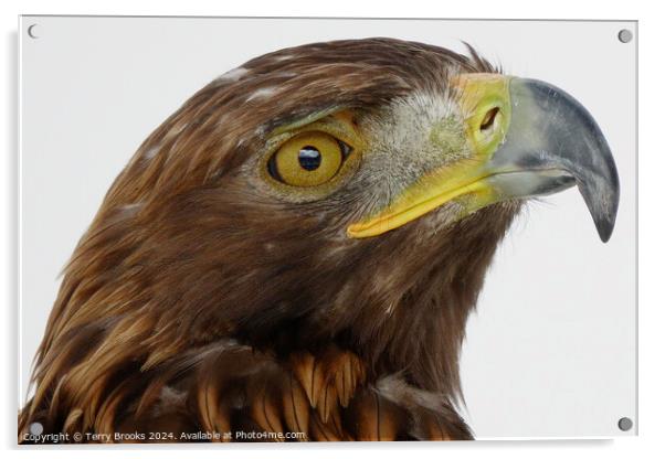 Golden Eagle Head - Aquila chrysaetos Acrylic by Terry Brooks