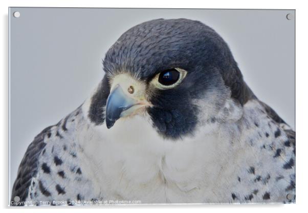 Peregrine Falcon - Falco peregrinus Acrylic by Terry Brooks