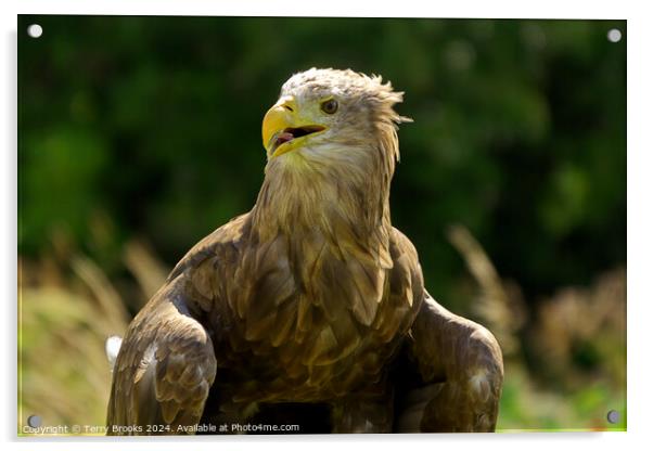 White Tailed Sea Eagle Acrylic by Terry Brooks