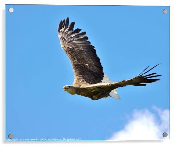 White Tailed Sea Eagle in Flight Acrylic by Terry Brooks