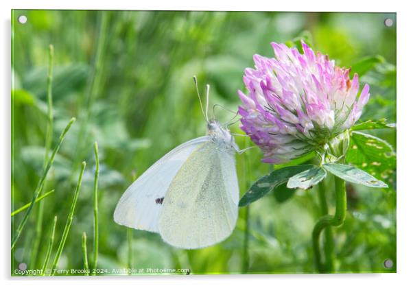 Small White Butterfly on a Clover Flower Acrylic by Terry Brooks