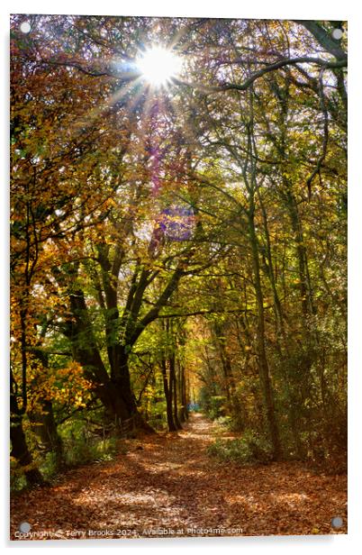 Sunburst through the Autumn Trees in Skewen Acrylic by Terry Brooks