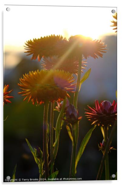 Flowers Silhouette in the Sun Acrylic by Terry Brooks