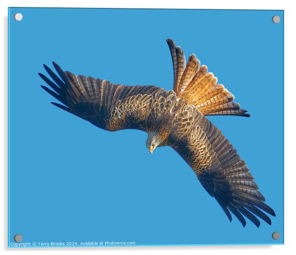 Red Kite Huntin in a Stoop Dive Acrylic by Terry Brooks