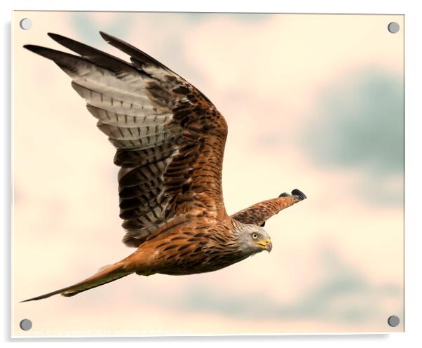Beautiful Red Kite - Milvus milvus in Flight Acrylic by Terry Brooks