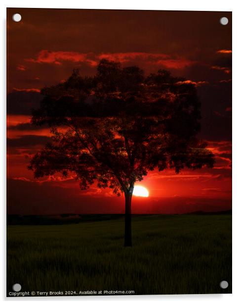 Sunset behind a Lone Tree Acrylic by Terry Brooks
