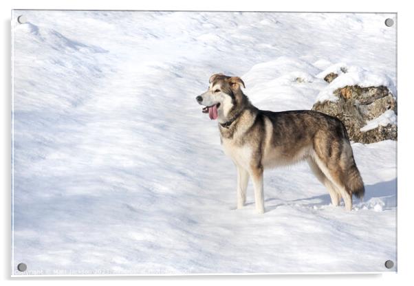 A dog that is standing in the snow Acrylic by Matt Jackson