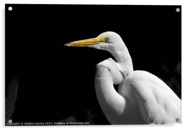  Great Egret Standing in the Dark - Ardea alba Acrylic by Stefano Senise
