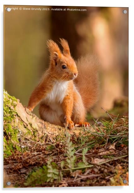 Red Squirrel Acrylic by Steve Grundy