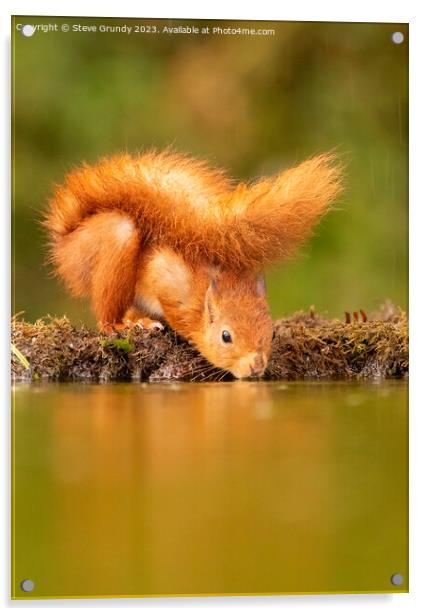 The Reflective Red Squirrel Acrylic by Steve Grundy