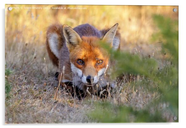 Stealthy Heathland Fox Acrylic by Steve Grundy