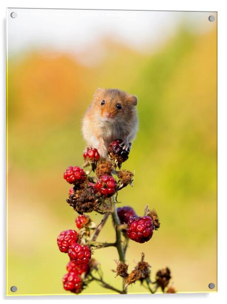 Tiny Harvest Mouse Acrylic by Steve Grundy