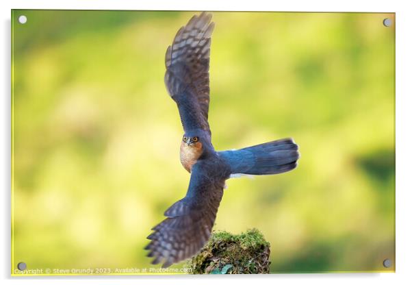 Majestic Sparrowhawk Take Off Acrylic by Steve Grundy
