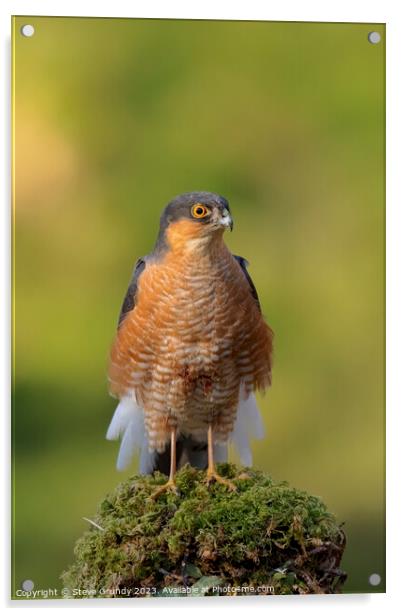 Regal Sparrowhawk in Scottish Woodland Acrylic by Steve Grundy