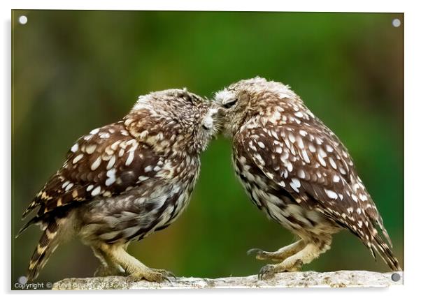 Little Owl Tender Kiss Acrylic by Steve Grundy