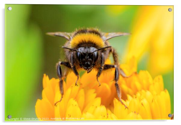 Bumble Bee Acrylic by Steve Grundy