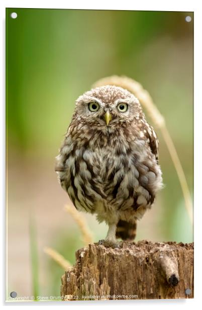 Majestic Little Owl Acrylic by Steve Grundy