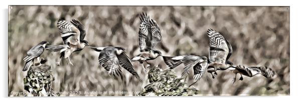 Majestic Sparrowhawk in Flight Acrylic by Steve Grundy