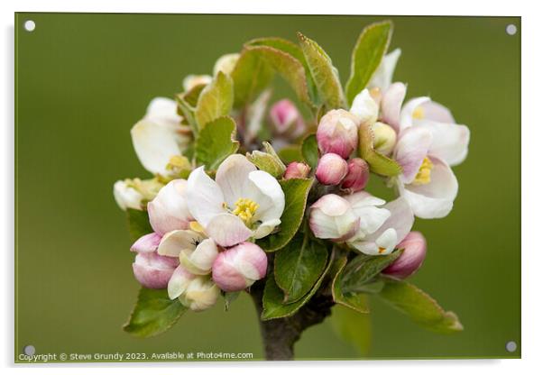 Springtime Apple Blossom Acrylic by Steve Grundy