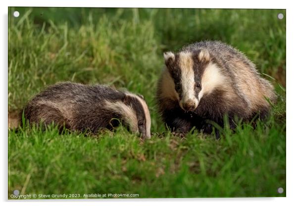 Foraging Badger and Cub Acrylic by Steve Grundy