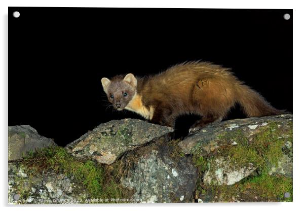 Pine Marten: A stealthy hunter of the forest. Acrylic by Steve Grundy
