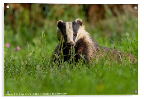 Evening Badger Encounter Acrylic by Steve Grundy