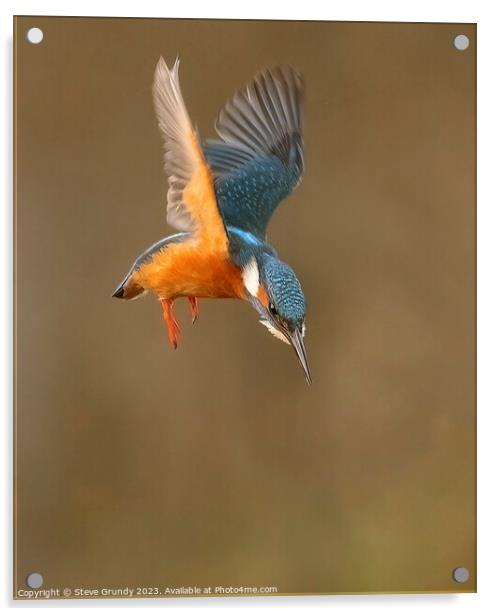 Hovering Kingfisher Acrylic by Steve Grundy