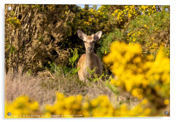 Deer Amongst the Gorse Acrylic by Steve Grundy