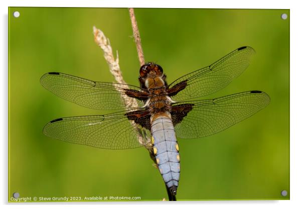 Broad Bodied Chaser Dragonfly Acrylic by Steve Grundy