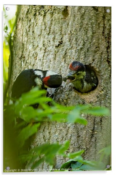Great Spotted Woodpecker feeding chick Acrylic by Steve Grundy