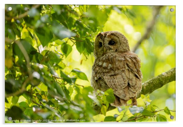 Silent Predator - Tawny Owl Acrylic by Steve Grundy
