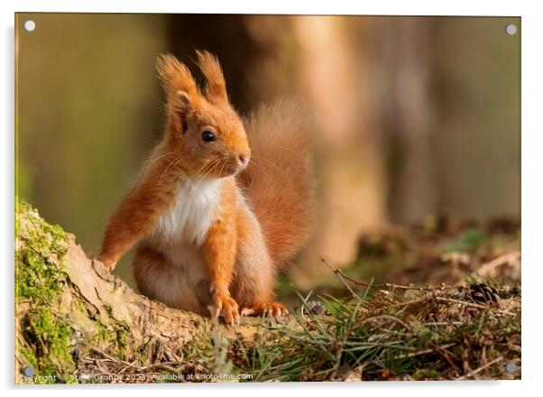Chestnut Loving Red Squirrel  Acrylic by Steve Grundy