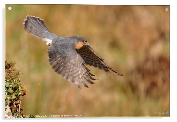 Hunting Male Sparrowhawk Acrylic by Steve Grundy