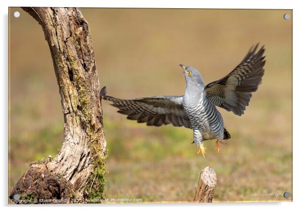 Cuckoo lift off Acrylic by Steve Grundy