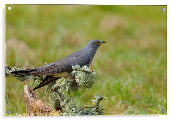 Perched Cuckoo Acrylic by Steve Grundy