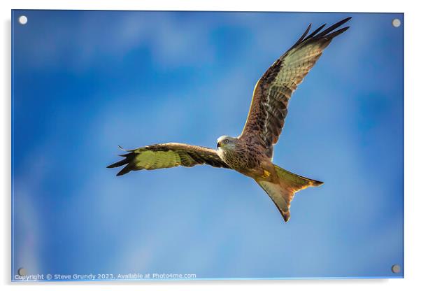 Acrobatic Red Kite Acrylic by Steve Grundy