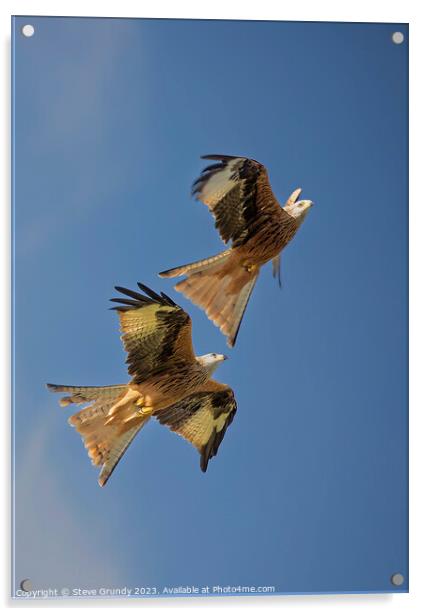 Skyward Soaring Red Kites: Aerial Mastery Display Acrylic by Steve Grundy