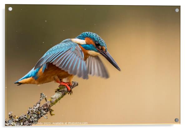 Kingfisher about to dive  Acrylic by Steve Grundy