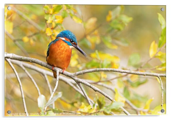 Elegant Autumnal (Fall) Kingfisher Acrylic by Steve Grundy