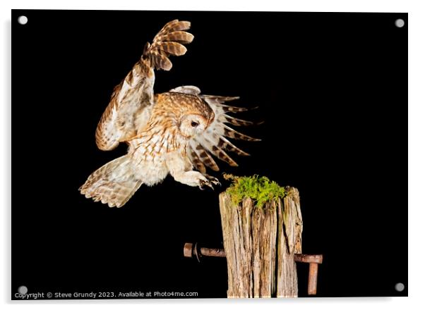 Wild Tawny Owl Flying Acrylic by Steve Grundy