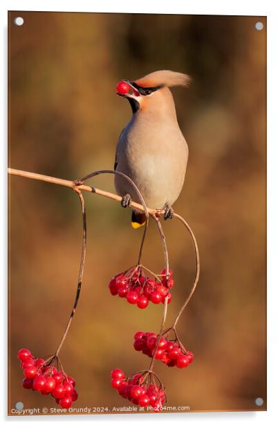 Bohemian Waxwing with Red Berry Acrylic by Steve Grundy