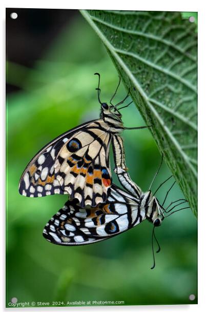 Macro Image of a Pair of Mating Lime Swallowtail Butterflies Acrylic by Steve 