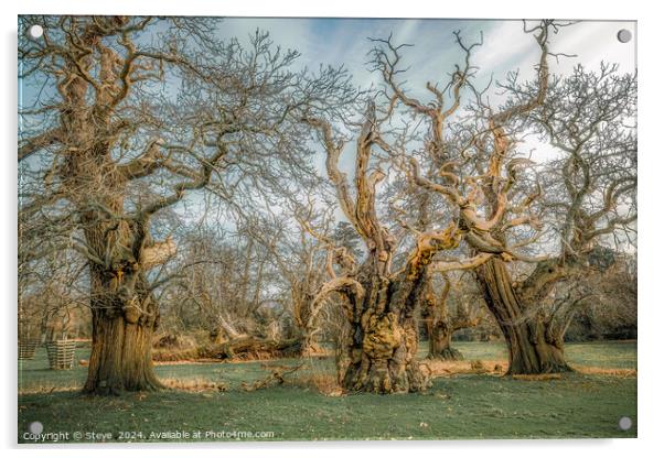 Fine Art Group of Ancient Sweet Chestnut Trees, Croft Castle, Herefordshire, UK Acrylic by Steve 