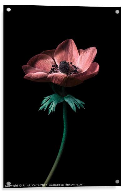 Flower  Acrylic by Arnold Certa