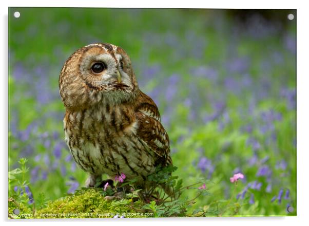 Enchanting Tawny Owl Amid Bluebells Acrylic by Andy Critchfield