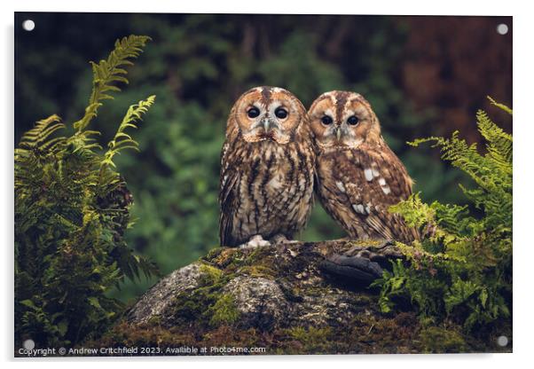 Enchanting Tawny Owls Acrylic by Andy Critchfield