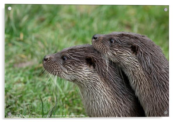 Pair of Otters Acrylic by Andy Critchfield